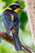 Snowy-crowned Robin-Chat