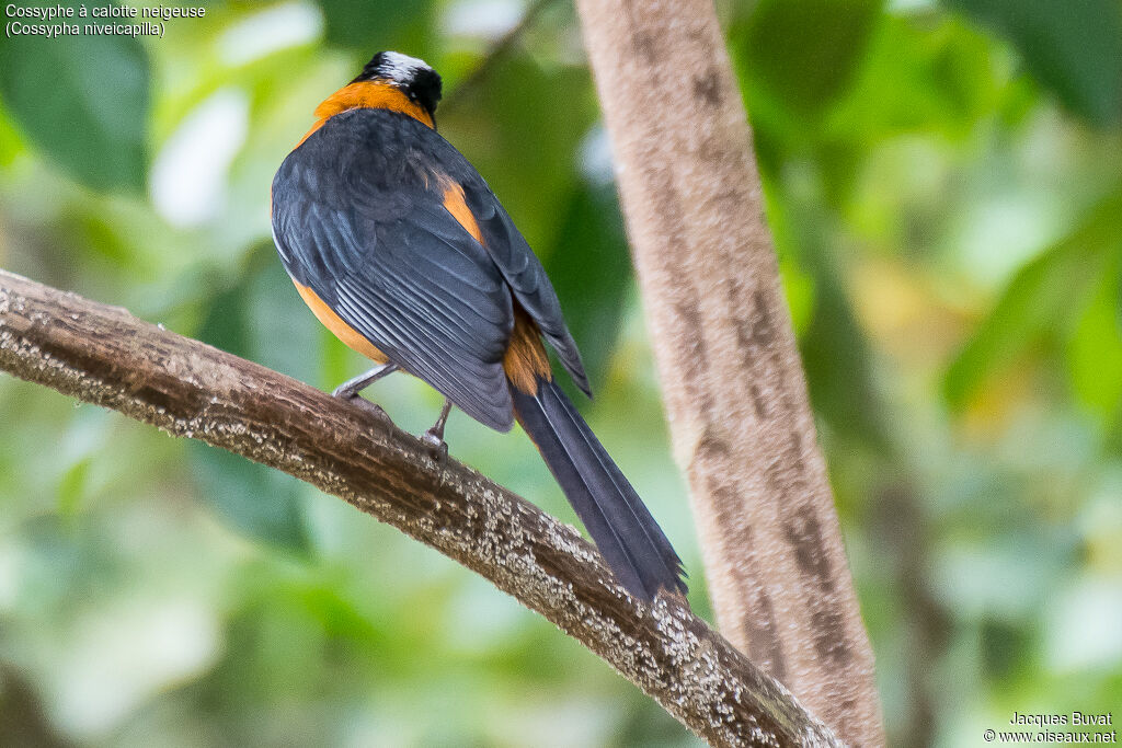 Snowy-crowned Robin-Chatadult