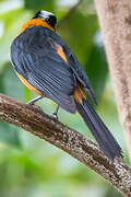 Snowy-crowned Robin-Chat