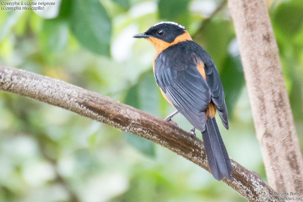 Snowy-crowned Robin-Chatadult