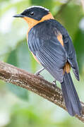 Snowy-crowned Robin-Chat