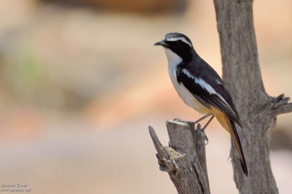 White-throated Robin-Chatadult, identification