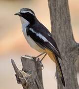 White-throated Robin-Chat