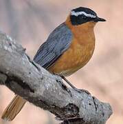 White-browed Robin-Chat