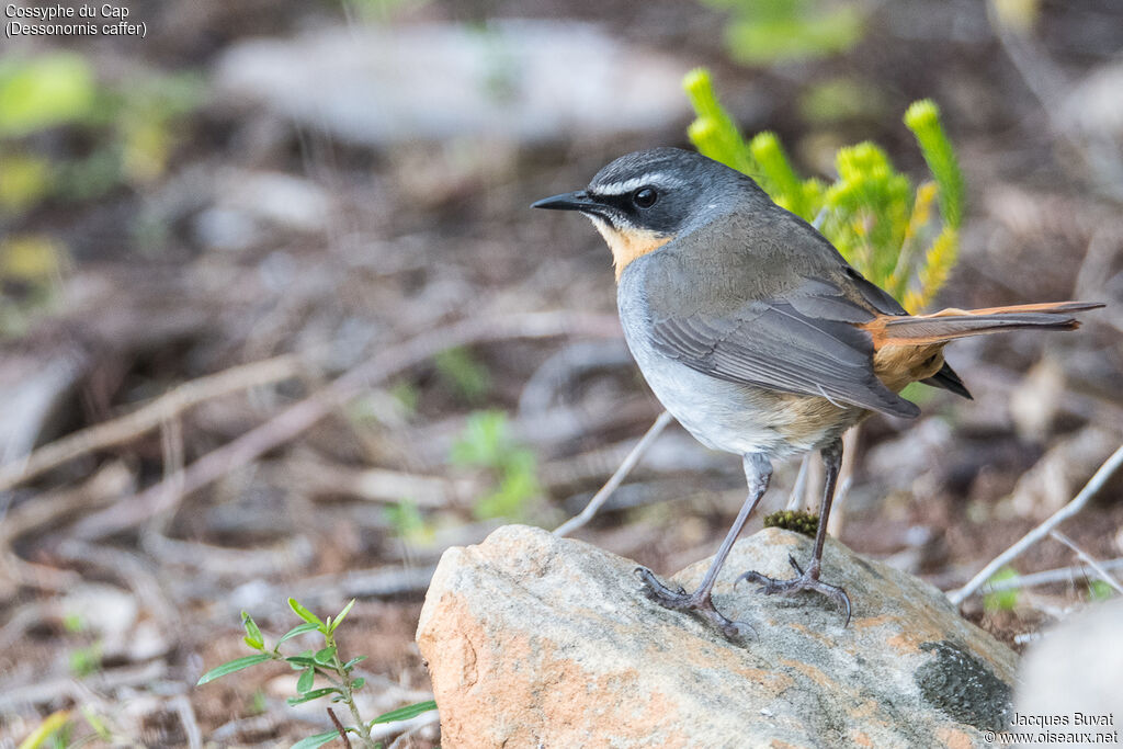 Cape Robin-Chatadult