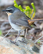 Cape Robin-Chat