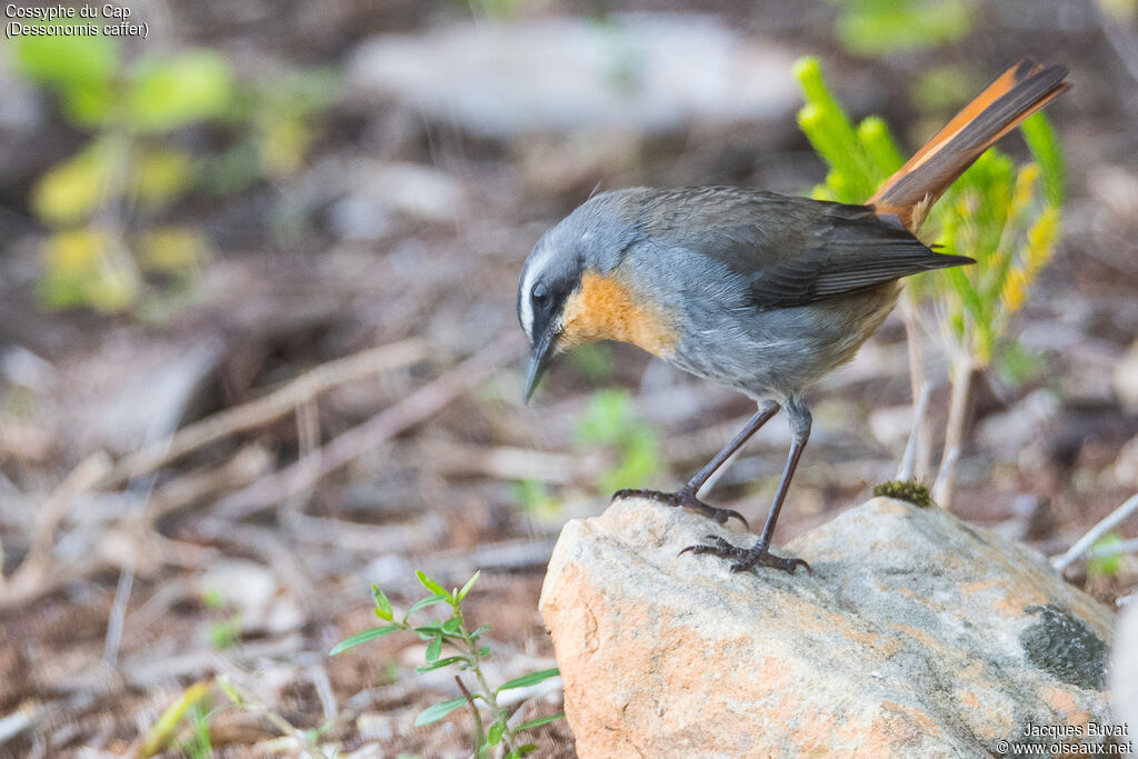 Cape Robin-Chatadult