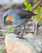 Cape Robin-Chat