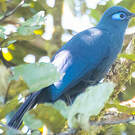 Coua bleu