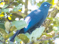 Coua bleu