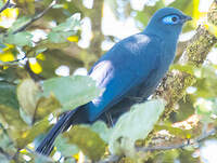 Coua bleu