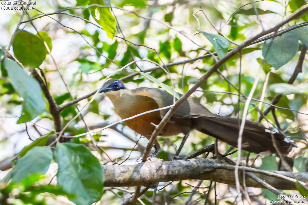 Coquerel's Couaadult