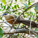 Coua de Coquerel