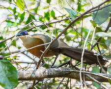 Coquerel's Coua