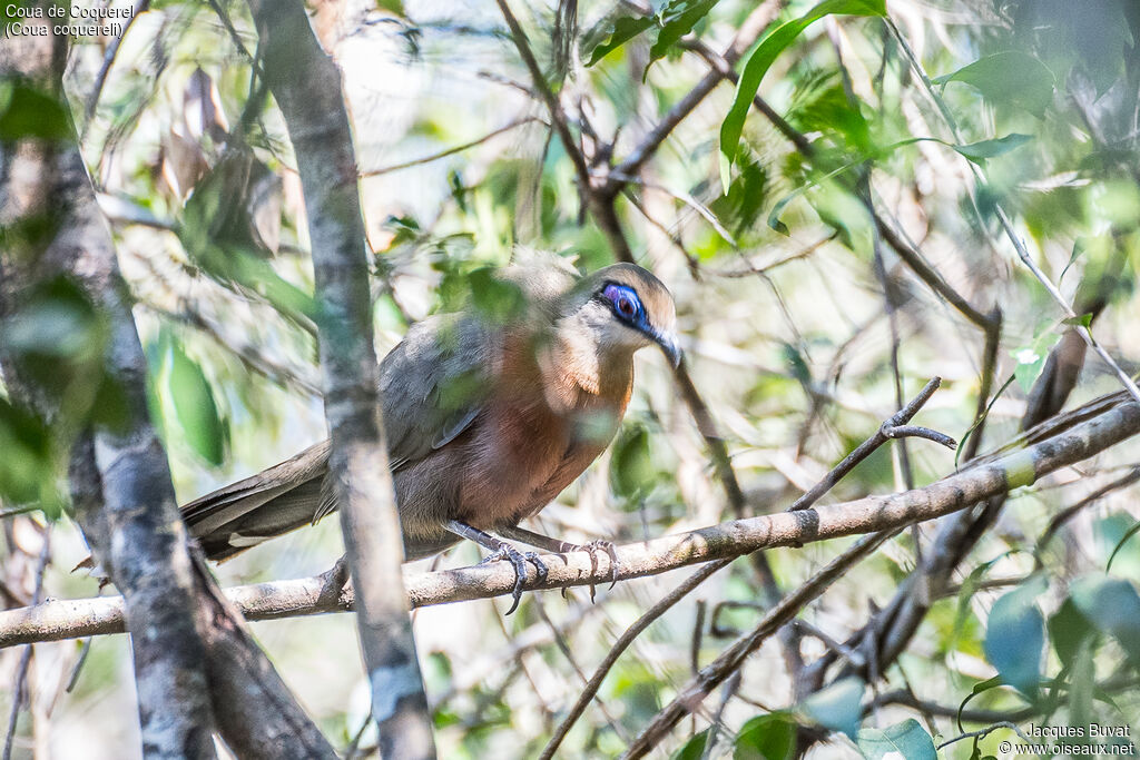 Coua de Coquereladulte