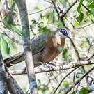 Coua de Coquerel