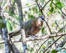 Coquerel's Coua