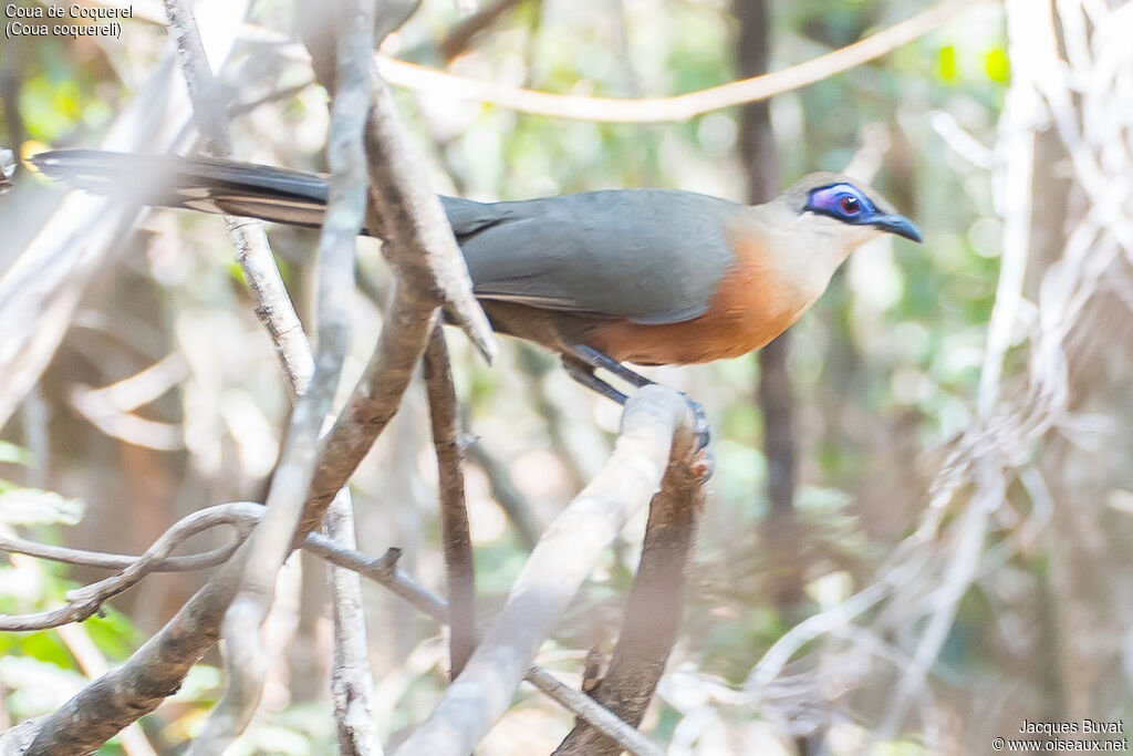 Coquerel's Couaadult