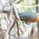 Coua de Coquerel