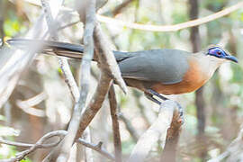 Coquerel's Coua