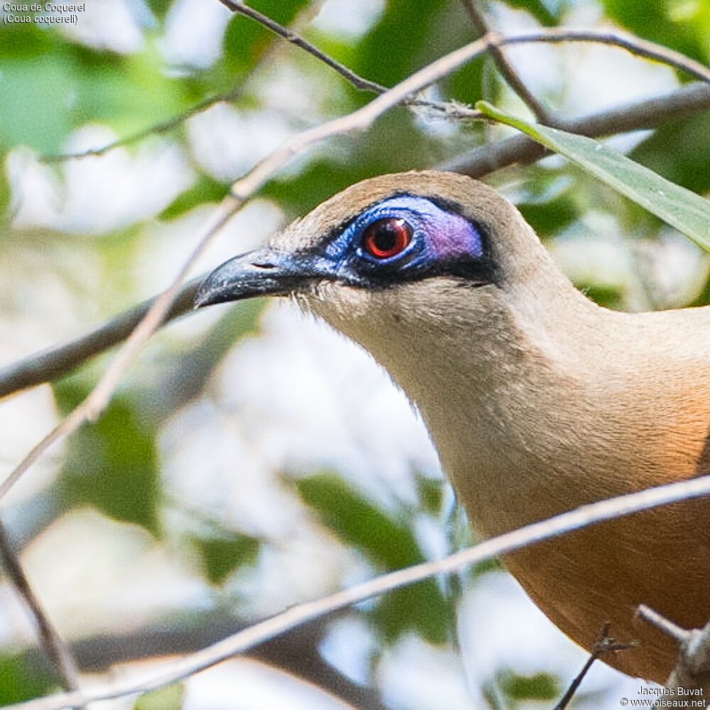 Coquerel's Couaadult