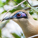 Coua de Coquerel
