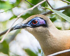 Coquerel's Coua