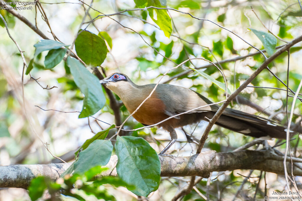 Coquerel's Couaadult