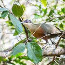 Coua de Coquerel