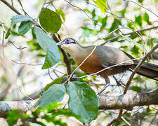 Coquerel's Coua