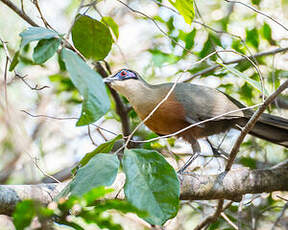 Coua de Coquerel