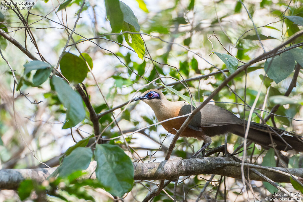 Coua de Coquereladulte