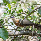 Coua de Coquerel
