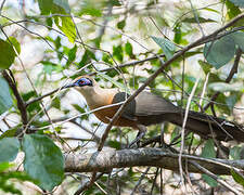 Coquerel's Coua