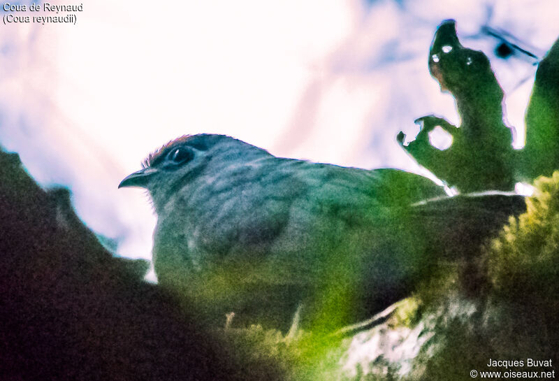 Red-fronted Couaadult