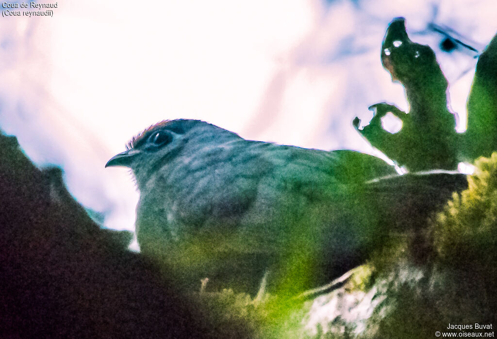 Coua de Reynaudadulte