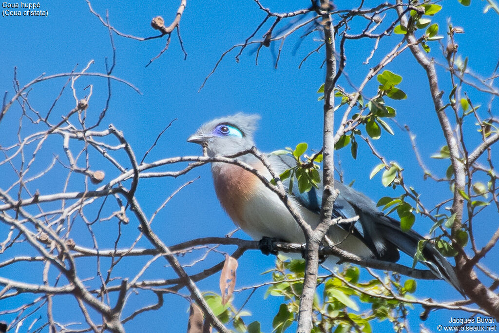 Coua huppéadulte