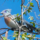Coua huppé