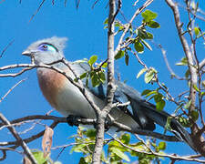 Crested Coua