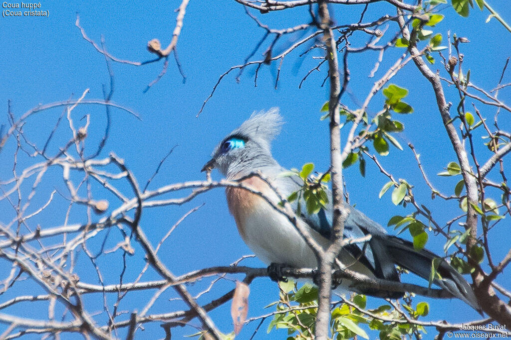 Coua huppéadulte