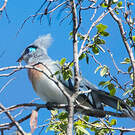 Coua huppé