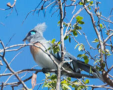 Crested Coua