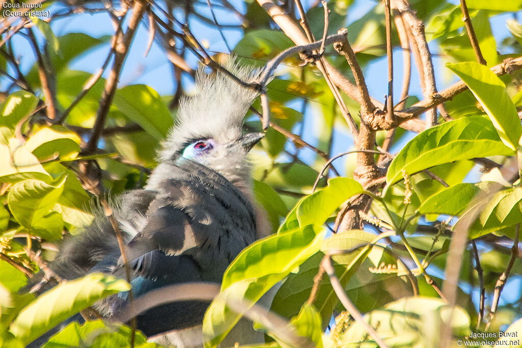 Coua huppéadulte