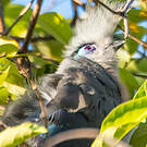Coua huppé