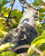 Crested Coua