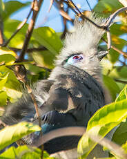 Coua huppé