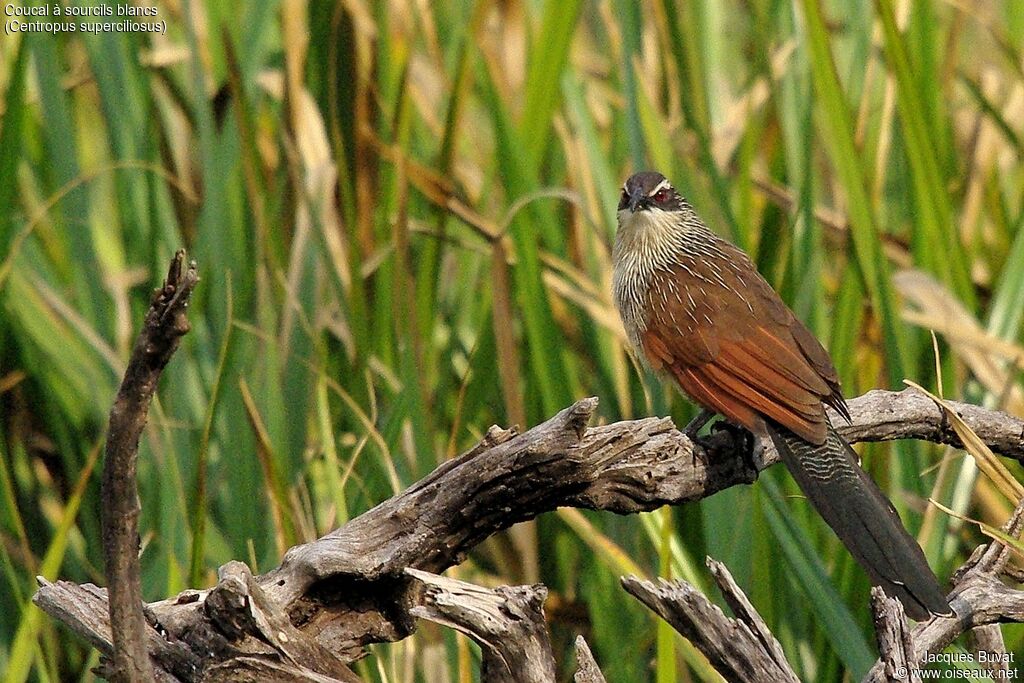 Coucal à sourcils blancsadulte