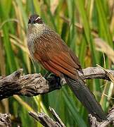 Coucal à sourcils blancs