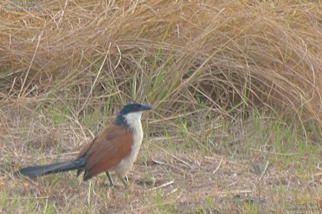 Coucal de Burchelladulte, identification