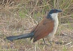 Coucal de Burchell